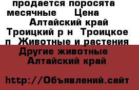 продается поросята 3 месячные   › Цена ­ 3 000 - Алтайский край, Троицкий р-н, Троицкое п. Животные и растения » Другие животные   . Алтайский край